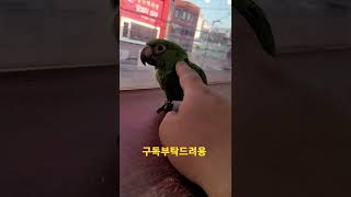 사람을 좋아하는 쟈딘앵무새