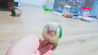 [앵무새_코뉴어] '뽀뽀, 옳지' 애교 피우는 루오