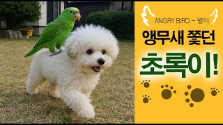 초록이vs별이 / 앵무새 쫓던 개 지붕 쳐다본다 / 깡패 앵무새 / 막말 / 앵무새가 개콘보다 더 웃기다!!  / 사람과 대화 가능앵무새 / ANGRY BIRD