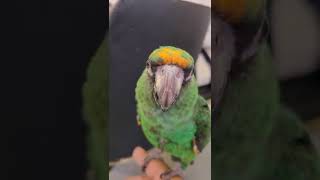 쟈딘앵무새 #shorts