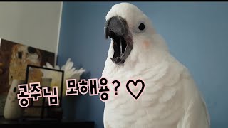 앵무새 나나공주님의 이상한 취미?