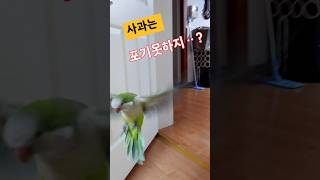 사과먹자는 소리에 바로 달려오는 앵무새 #shorts