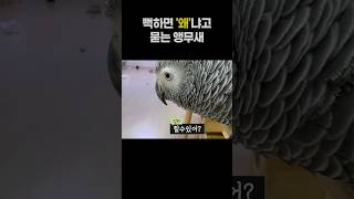 뻑하면 '왜'냐고 묻는 앵무새❓회색앵무 잠바