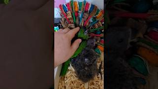 퀘이커, 한스마카우, 뉴기니아 #birds #앵무새 #…