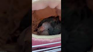 아기퀘이커 애기짓