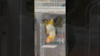 #카이큐  루피는 거꾸로 거꾸로~ #헬스 하는 #앵무새