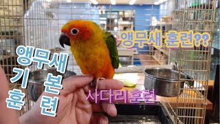 앵무새 초보자가 꼭 봐야할 영상(앵무새 사다리 타기 훈련)