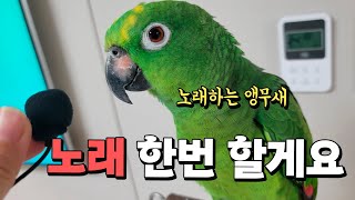 노래 한곡 할게요 | 노래하는앵무새의 노래실력은?