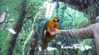 Blue and gold Macawbirdzoo co …