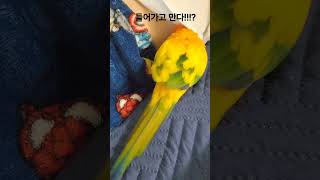 앵무새 썬코뉴어 심심한 나리