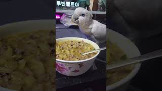 깨끗하게 안묻히고 카레먹는방법 #듀컵코카투 #듀컵 #birds #앵무새 #코카투 #카레