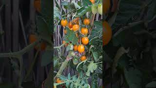 딸기퀘이커 #방울토마토 드세요#♡