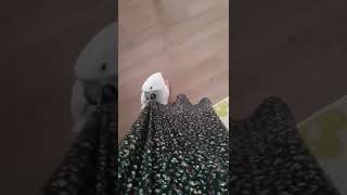 엄브렐라코카투 앵무새 태식이 영차영차 귀요미