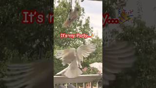 Cockatoos meet each other for …