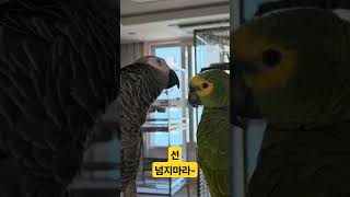 앵무새가 거부하는 행동 ##앵무새