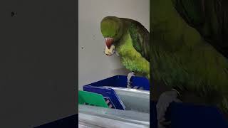 #목도리 앵무 #사과먹방