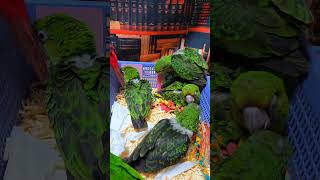 쟈딘앵무, 검은 머리 카이큐, 회색앵무, 청금강 앵무.…