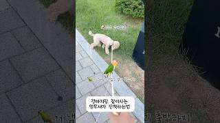 날개는 아껴쓰는 앵무새의 산책법✔️ #강아지 #동물키우…