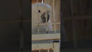 코카투 앵무새 (동물원)