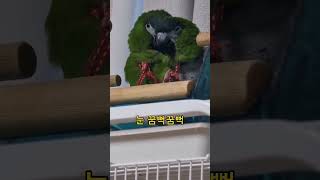 꽁패.앵무새.한스마카우.뽀미.한나.졸릴때