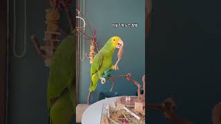 어설프게 노는 앵무새