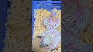 청금강, 미디움 코카투, 듀컵 코카투, 체스넛 마카우 …