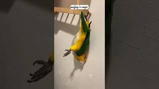 Spiderman arrives #birds #shor…