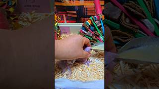 카이큐, 세네갈 앵무새입니다. #birdslover #parrot #pets #birds #cute #animals #사계절앵무새 #앵무새성장 #앵무새분양