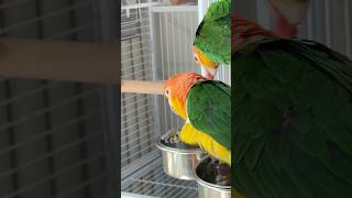 찍먹이 정석 아닌교??? .          #bird…