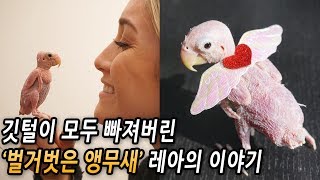 깃털이 빠져 버려진 흉측한 앵무새. 하지만 사람들의 시…