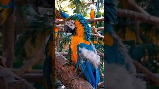 This Macaw Is Smarter Than It Looks 