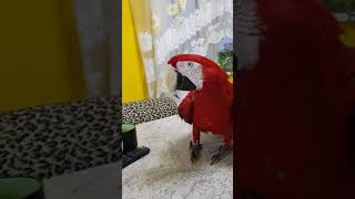 Наша лягушечка Джордж!) Попуга…