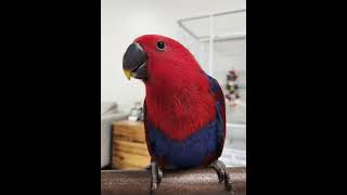 Colorful Parrots in Action | N…