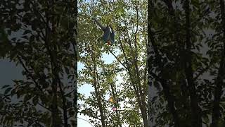 앵무새가 주인을 신뢰하면!? 앵무새훈련