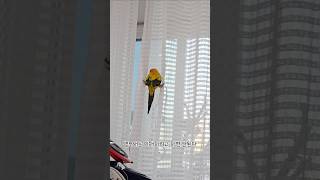 앵무새는 이해하려고 하면 안돼요  #parrot #썬코뉴어 #shorts