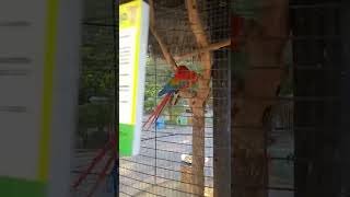 Guacamayos rojo hermoso #short…