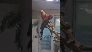 대형앵무새 소음 문 하나로 얼마나 차이가 날까? #앵무새 #고막테러