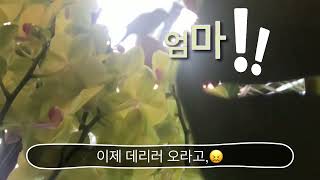 엄마!! #한스마카우