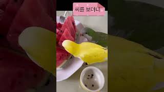 수박씨가르기 #앵무새 #퀘이커 #parrot #수박씨#씨가르기
