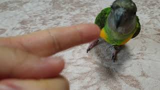 세네갈 앵무새 훈련 모습 공개 #senegal parrot training