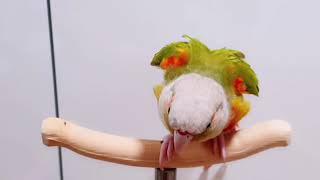 코뉴어 앵무새 수리 돌아, 손, 만세 훈련