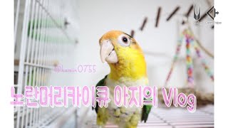 노란머리카이큐 아지 Vlog