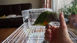 세네갈앵무 애교쟁이