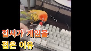 앵무새는 키보드를 사랑해 #썬코뉴어 #앵무새 #parr…