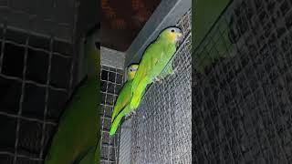 세네갈과 아마존 앵무