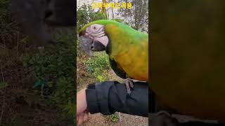 밀리골드 마카우 #shorts