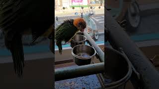 목욕하는 노랑머리카이큐