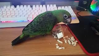 쟈딘앵무 희망이의 장난감부수기