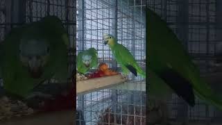 오늘도 마눌이 무서운 아마존 아저씨 어느날 부터 인가 …