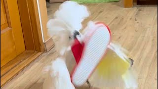 ㄴㅏ코카투 맹수가 되고싶따 #코카투 #앵무새 #parrot #cockatoo #엄브렐라코카투